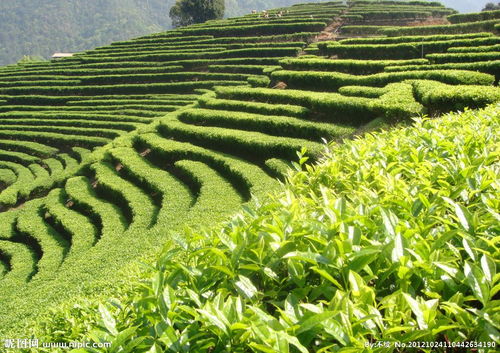 茶葉價(jià)格與質(zhì)量的辯證關(guān)系