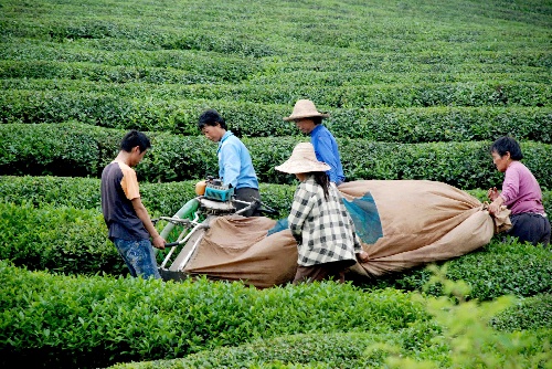 江西婺源 機械化采茶為農(nóng)民增收添動力